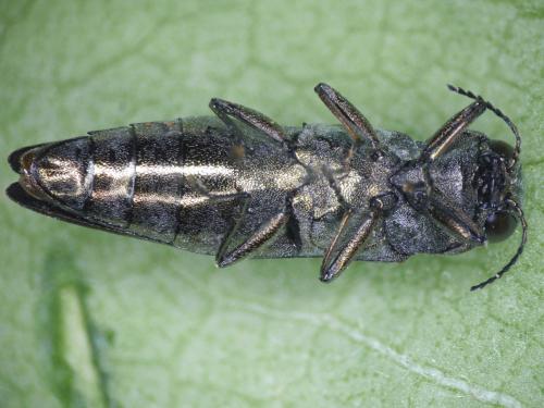 Réf. 212 577 : Agrilus sinuatus
